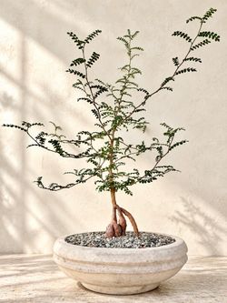 Operculicarya Decaryi/ Elephant Tree (Planter Included) #Q9  ‘Local LA Seller’