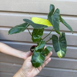 4” philodendron burke marx variegated
