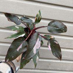 6” pink princess philodendron