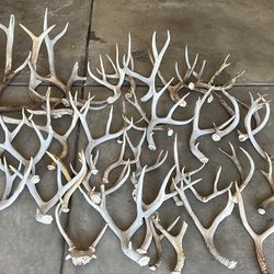 Various Deer and Elk Antlers