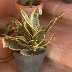 Snake Plant