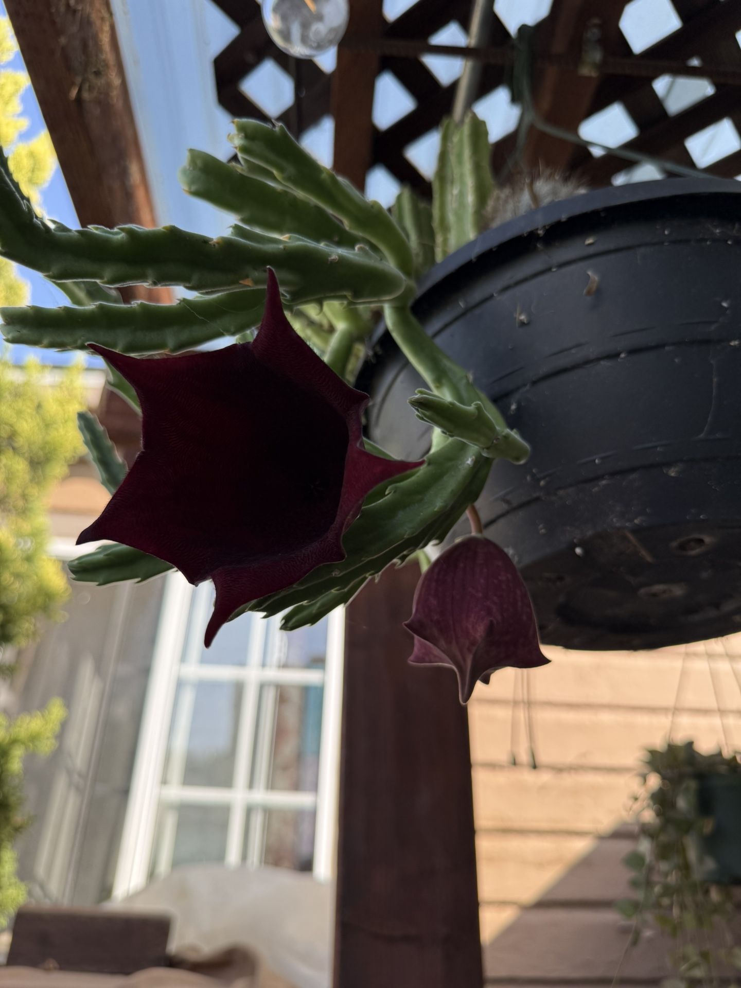 Stapelia Lendertziae In One Gallon Pot ( First Pic Is Example Of The Flower )