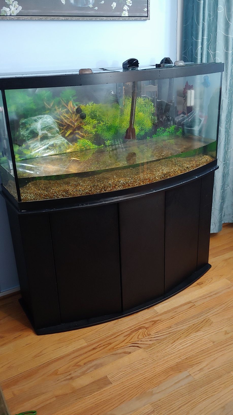 72 gallon bow front aquarium tank