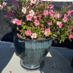 XL Ceramic Pot With Hibiscus