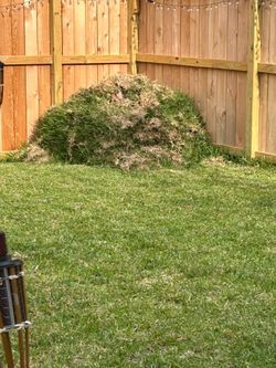 Fresh sod