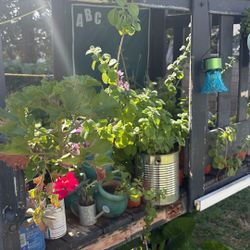 Plants/Succulents/Herbs for sale