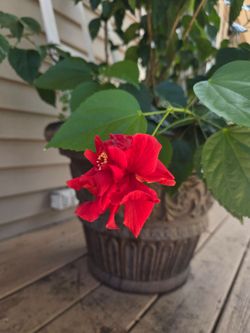 Red Hibiscus Plant in Decorative Pot set of 2