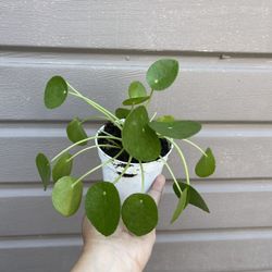 4” Pilea Money Plant