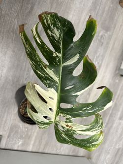 Monstera Albo Cutting