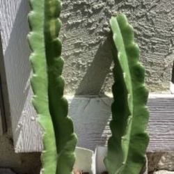 White dragon fruit plants