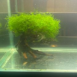 Bonsai Aquarium