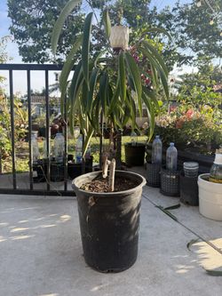 Ficus Alii plant (Odd Trunk)