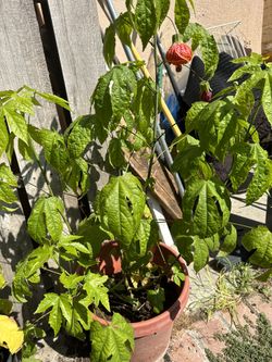 Tiger Eye Chinese Lantern Plant