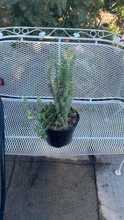 planta. de. Suculenta