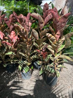 Ficus elástica Ruby in 3 gls pot. SPECIAL PRICE 🤩