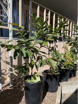 Guava tree
