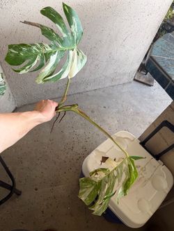 Monstera albo clipping