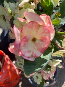Corona de Cristo, Flor, Jumbo, and Mata de Cinco Colores