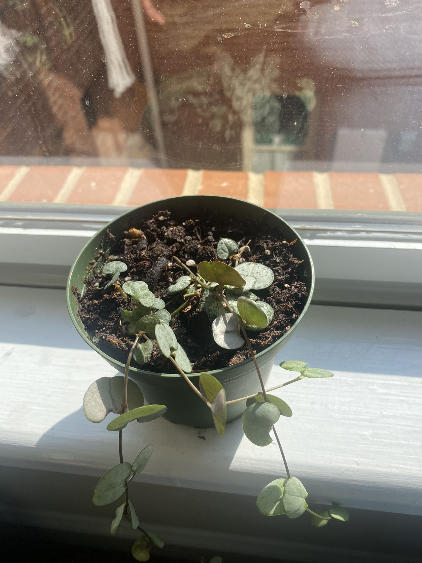 String Of Hearts