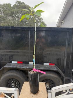 ***GRAFTED*** Pinkerton Avocado Tree Live Plant