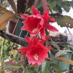 Epiphyllum