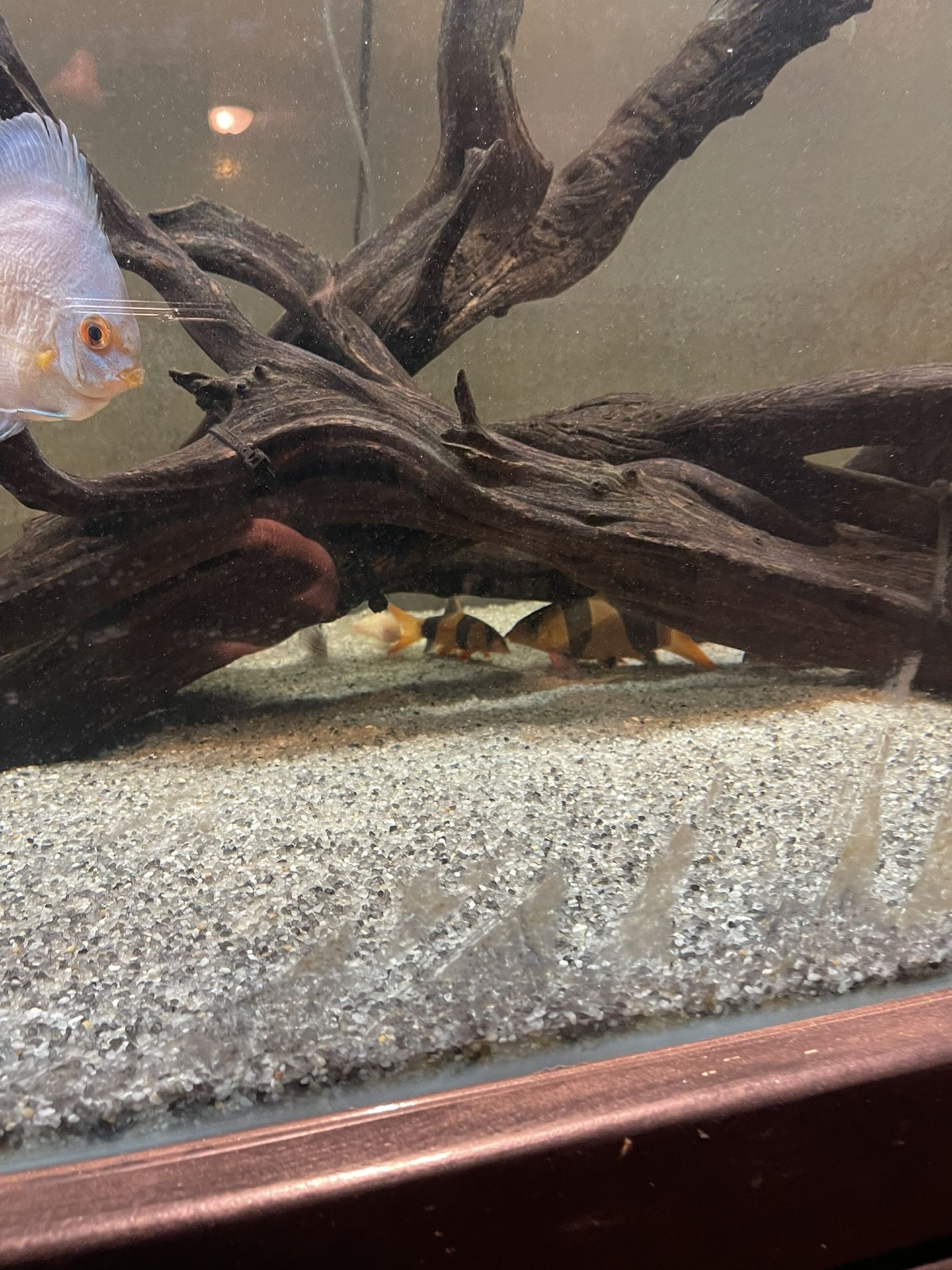 FISH TANK- 180 Gal. for Sale in Whittier, CA - OfferUp