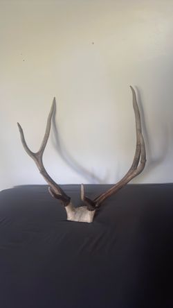Elk antlers