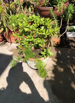 Potted Succulents About 4 Different Plants