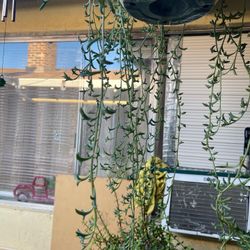 String Of Dolphins Plant Clippings