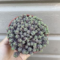 4β Purple Sedum