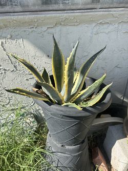 Agave Plant