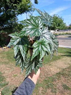 Hybrid Begonia PEGASUS Plant $23