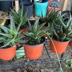 ZEBRA PLANTS    Steal 👀!!