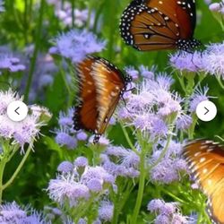 blue mistflower pollinator attract live plant