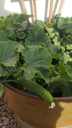 Organic cucumber 🥒 plants