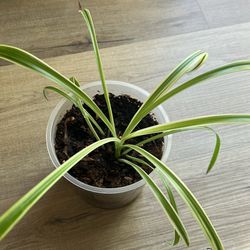 Indoor Plant