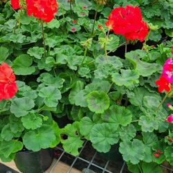 Geranios 1gallon 1ft Tall 