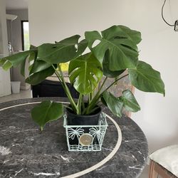 MONSTERA Including Decorative Metal Basket