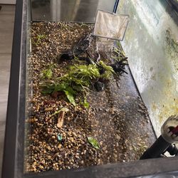 40 Gallon Breeder Tank With Stand 
