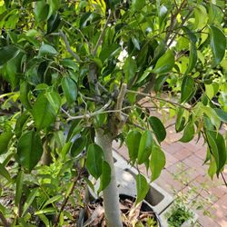 Ficus Plant