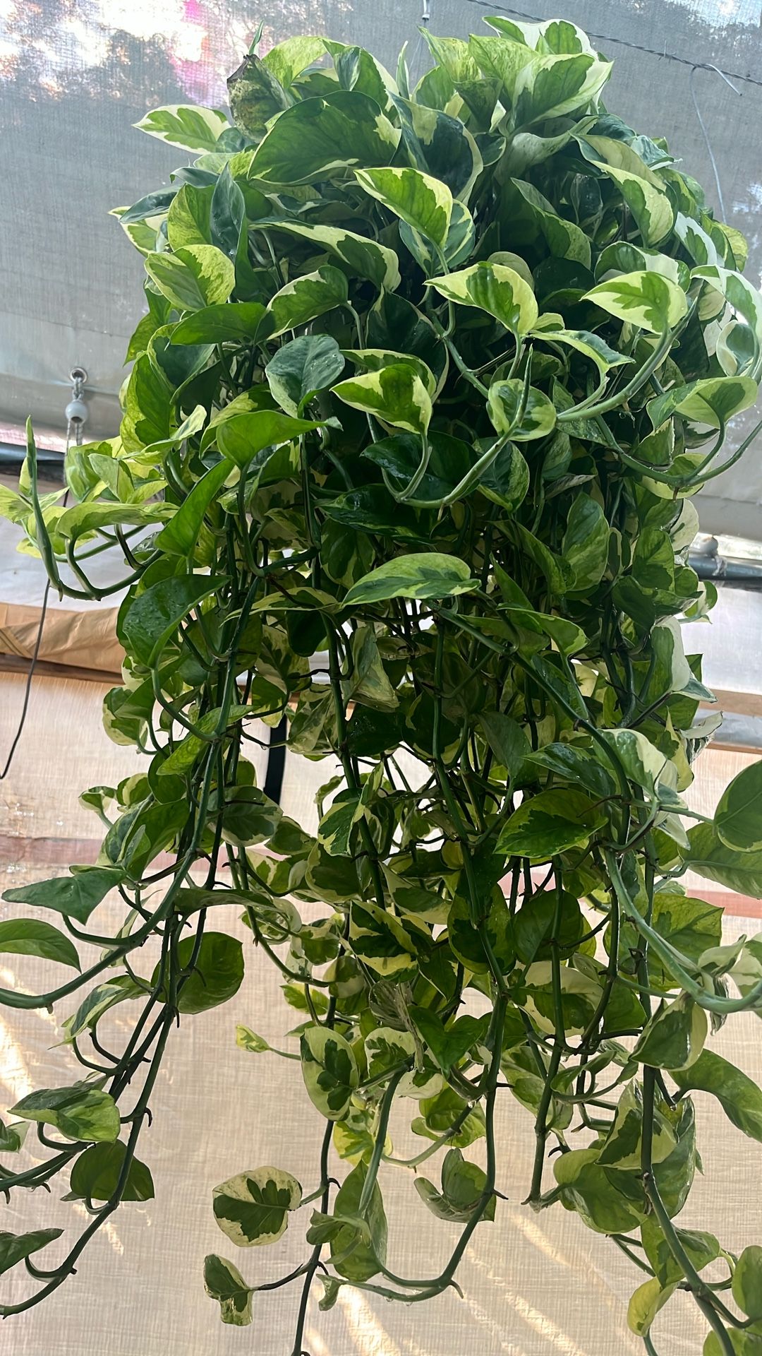 Huge Hanging Hybrid Pothos In a 8 Inch Pot Money Sol.