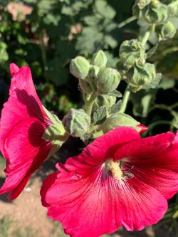 A bag of seeds plants flower floral
