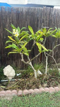 Plumeria Frangipani Tree with White Yellow Flowers