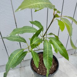 Large Kent Mango Seedling