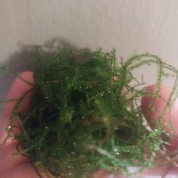 Java Moss