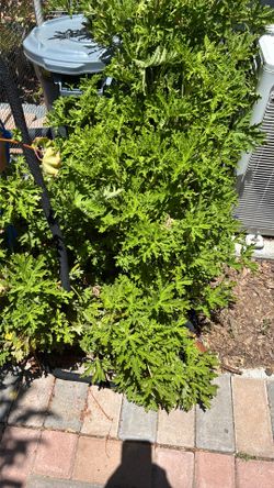 Citronela plant