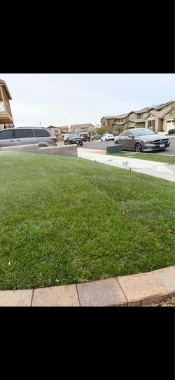 Fescue sod