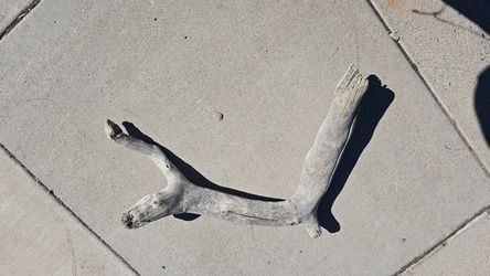 Authentic Driftwood from California