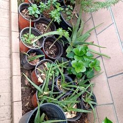 Plantas