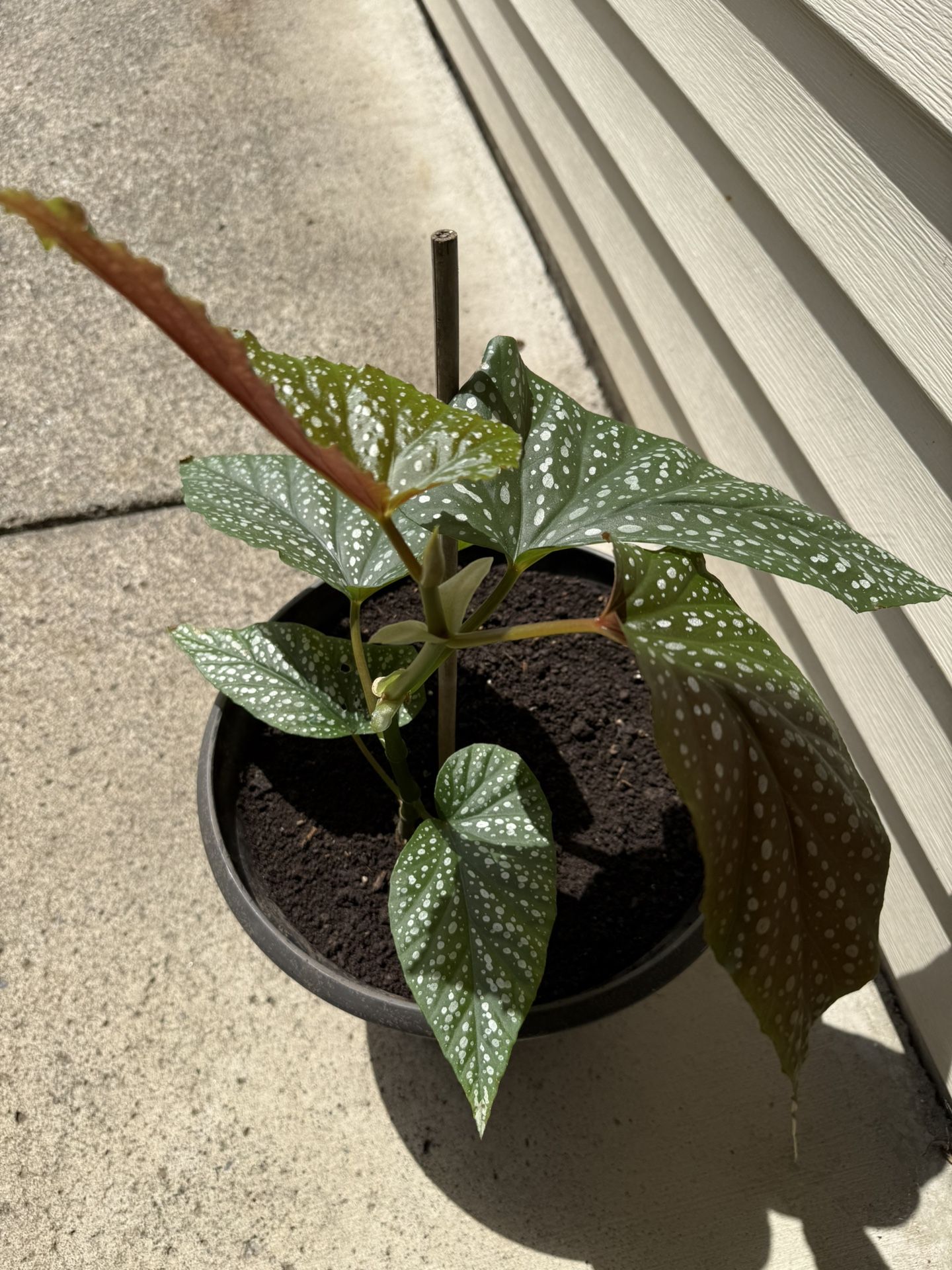 Begonia Plant